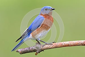 Male Eastern Bluebird photo