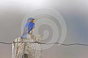 Male Eastern Bluebird, Sialia sialis, perched on a post