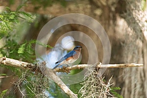 Male eastern bluebird Sialia sialis perches on a branch high in a tree