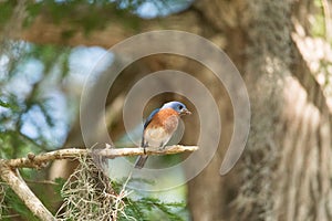 Male eastern bluebird Sialia sialis perches on a branch high in a tree