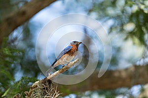 Male eastern bluebird Sialia sialis perches on a branch high in a tree