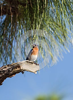 Male eastern bluebird Sialia sialis perches on a branch high in a tree