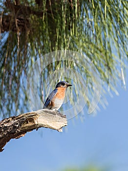 Male eastern bluebird Sialia sialis perches on a branch high in a tree