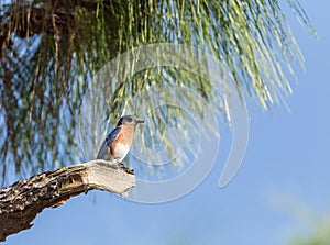 Male eastern bluebird Sialia sialis perches on a branch high in a tree