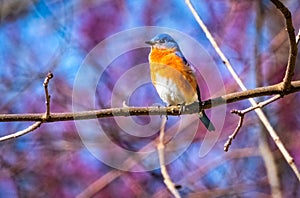 Male Eastern Bluebird, Sialia sialis, Perching on a Bare Branch in Spring