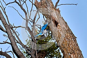Male Eastern Bluebird Sialia sialis with wing spread landing on nesting hole in Texas mesquite tree