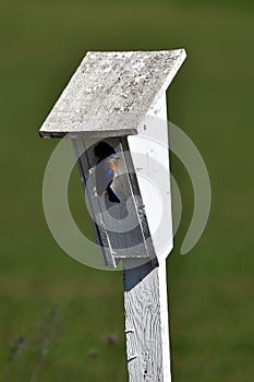 Male Eastern Bluebird sits perched on a bird house