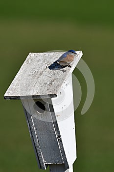 Male Eastern Bluebird sits perched on a bird house