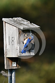 Male Eastern Bluebird sits perched on a bird house feeding a baby Bluebird