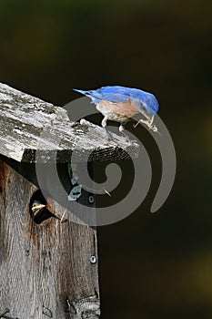 Male Eastern Bluebird sits perched on a bird house about to feed baby Bluebird
