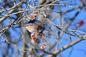 Male Eastern Bluebird sits perched on a branch with flowers