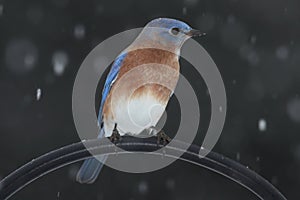Male eastern bluebird in snow