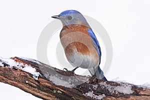 Male Eastern Bluebird in Snow