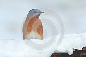 Male Eastern Bluebird in Snow