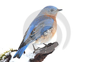 Male Eastern Bluebird in Snow