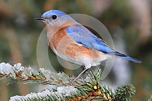 Male Eastern Bluebird in Snow