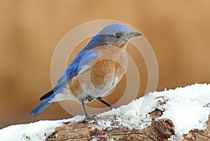 Male Eastern Bluebird in Snow