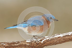 Male Eastern Bluebird in Snow