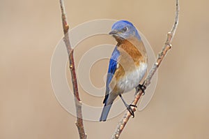 Male Eastern Bluebird in the Springtime Air photo