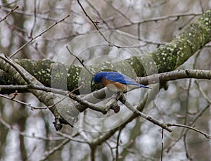 Male Eastern Bluebird Standing on a Tree Branch