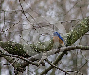 Male Eastern Bluebird Standing on a Tree Branch