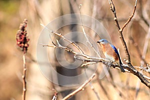 Male Eastern Bluebird photo