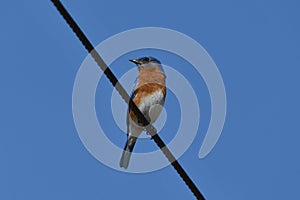 Male Eastern Bluebird on a wire