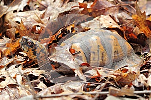 Eastern Box Turtle in leaf litter