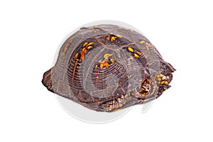 Male eastern box turtle (Terrapene carolina carolina) isolated o