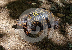 Male Eastern Box Turtle Terrapene Carolinaâ€‹