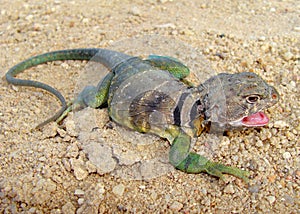 Male Eastern Collared Lizard, Crotaphytus collaris