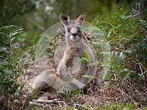 A male eastern Grey Kangaroo