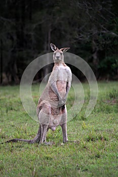 Male Eastern Grey Kangaroo standing on hind legs