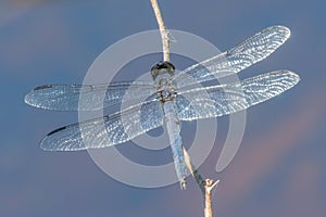 Male Eastern Pondhawk Dragonfly, Massachusetts