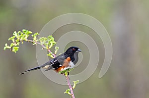 Eastern Towhee perched on single branch green muted background copy space photo