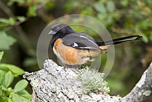 Male Eastern Towhee songbird, Walton County, Georgia