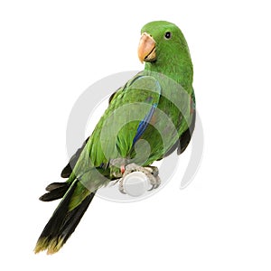 Male Eclectus Parrot