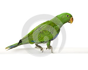 Male Eclectus Parrot