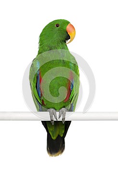 Male Eclectus Parrot