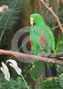 Male Eclectus Parrot (Eclectus roratus)
