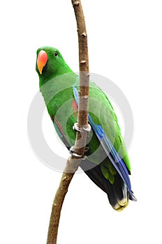 Male Eclectus Parrot