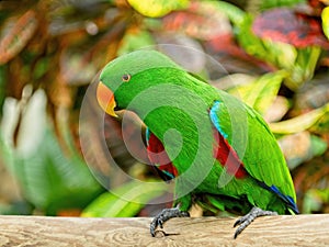 Male Eclectus parrot