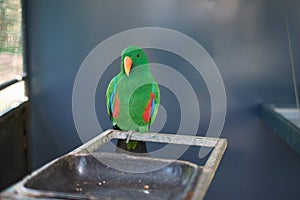 A male Eclectus roratus parrot at a zoo in Australia.