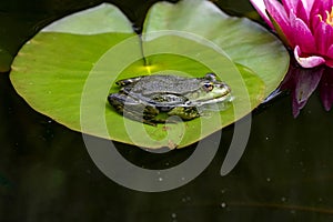 male Edible frog, Pelophylax esculentus, sits on a water lily leaf