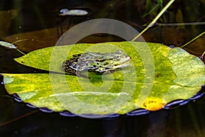 male Edible frog, Pelophylax esculentus, sits on a water lily leaf