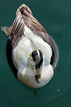 Male Eider Duck.