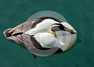 Male Eider Duck.