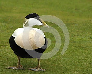 Male Eider Duck