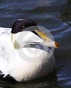 Male Eider duck close up