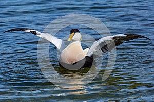 Male eider duck somateria mollissima with spread wings in water